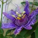 passiflora
