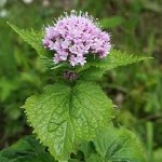valeriana